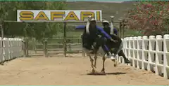 Two men racing ostriches
