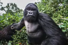 gorilla sitting in jungle