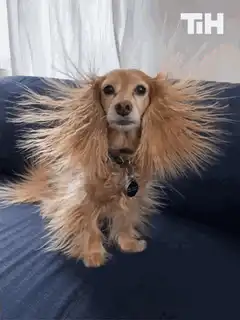 Fluffy dog with static hair