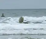 sheep standing in ocean waves