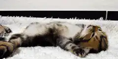 Fluffy kitten rolling on back