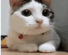 wide-eyed kitten staring