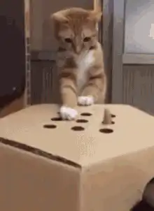 Cat playing with cardboard mouse toy