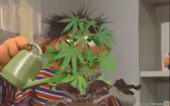 Ernie watering a marijuana plant