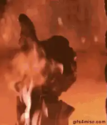 Silhouette burning in fire