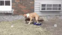 Dog falls over while digging