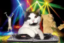 DJ Cat with Disco Lights