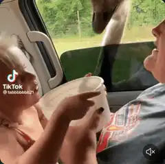 Toddler hugs baby ostrich through car window