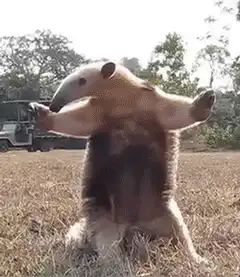 Anteater dancing in field