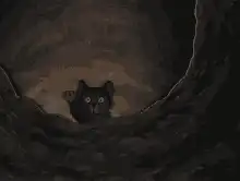 Black cat in a dark tunnel