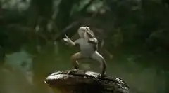 Dancing frog on a rock