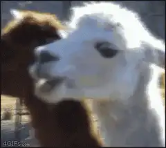 White alpaca chewing with tag