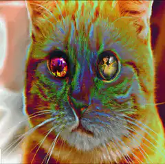 psychedelic cat with movie reflections