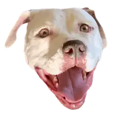 Dog head winking