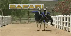 Two men racing on ostriches