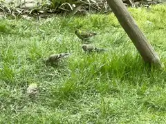 small birds pecking in grass