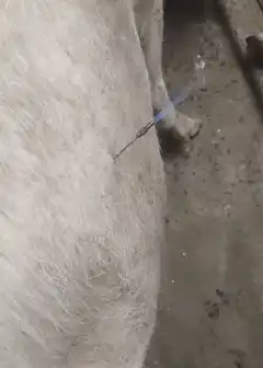 Needle inserted into pig's skin