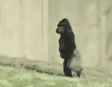 gorilla walking upright
