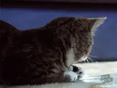 cat with human face
