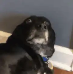 Black dog with wide shocked eyes