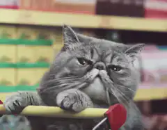 Grumpy cat in shopping cart