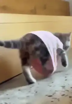 cat stuck in pink bowl