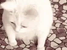 white cat licking paw
