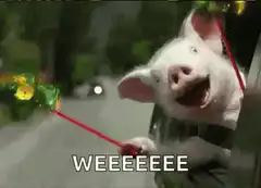 pig screaming weeeee