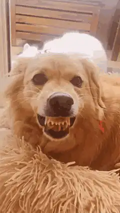 Golden Retriever showing teeth