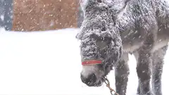Donkey covered in snow