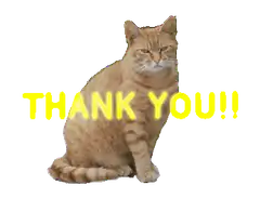 orange cat thank you