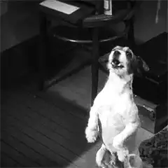 dog faints dramatically