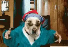 dog in robe and hat pointing