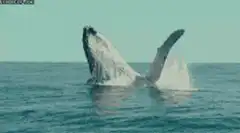 Humpback whale breaching