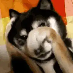 Shiba Inu facepaw