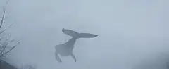 Whale flying in the sky