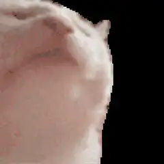 Close up of a cat's nose and whiskers