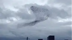 Birds forming a whale shape