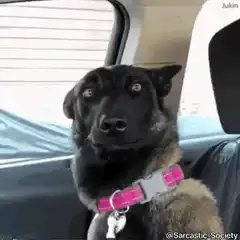 Dog with wide eyes in car