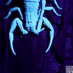 Scorpion glowing under UV light
