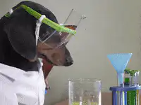 Dachshund scientist dog