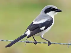 Grey Shrike on Barbed Wire