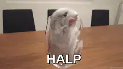 chinchilla trapped in glass HALP