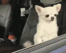 Two chihuahuas in a car