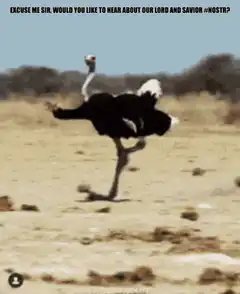 Ostrich running with text about nostr