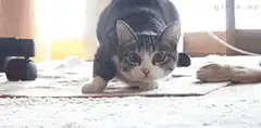 Cat staring then Shaq impressed