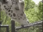 Giraffe licking fence post