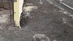 Baby ostriches walking around