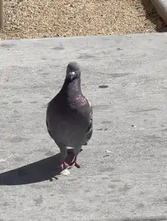 Pigeon walking on concrete