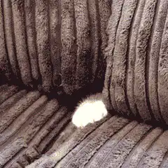 cat iz safe iz nottt